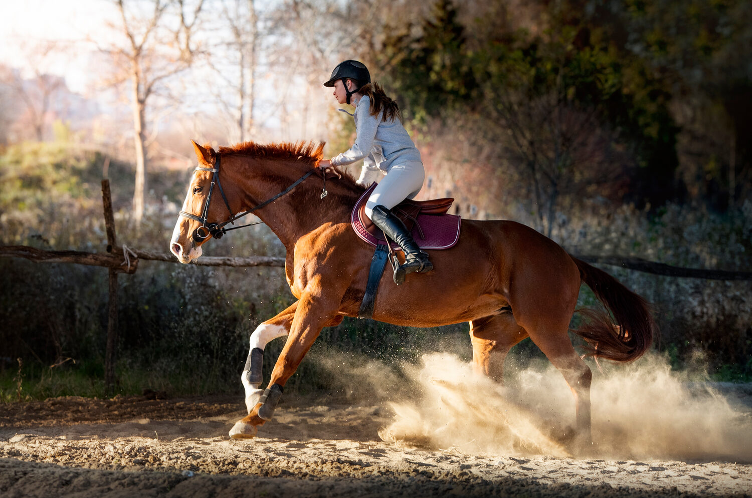 Horse in sunset