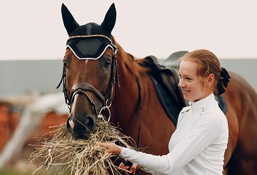 Horse care