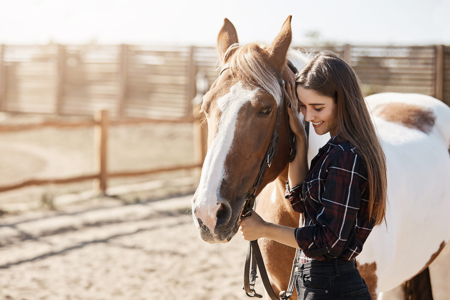 Horse and rider