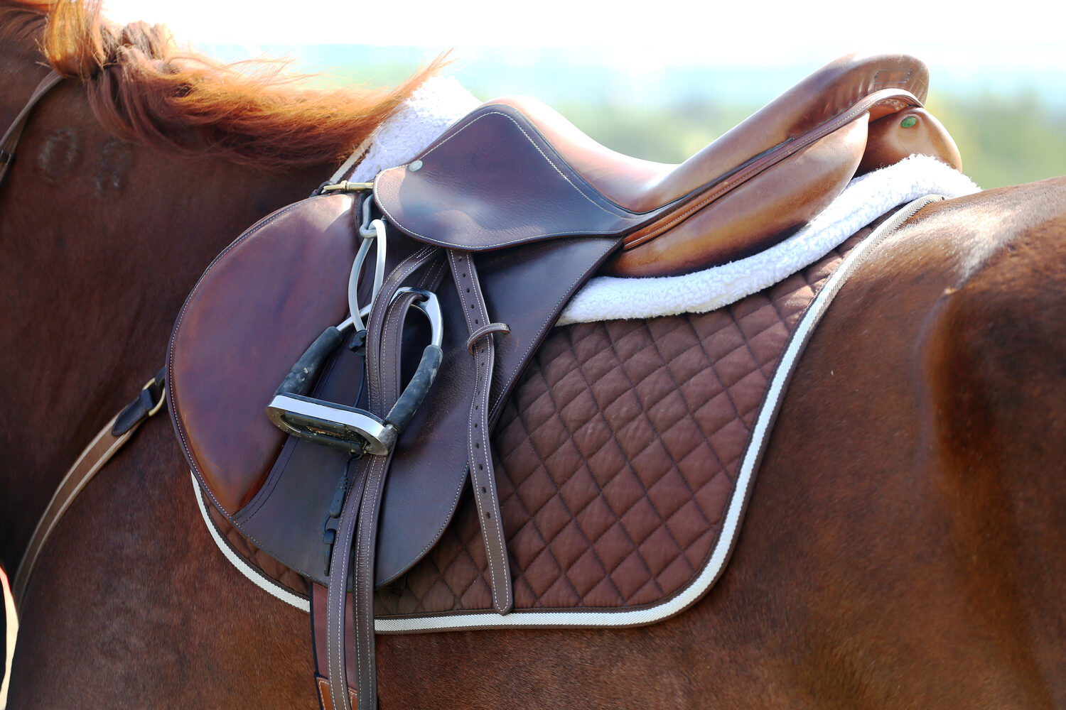 Understanding Horse Behavior and Body Language