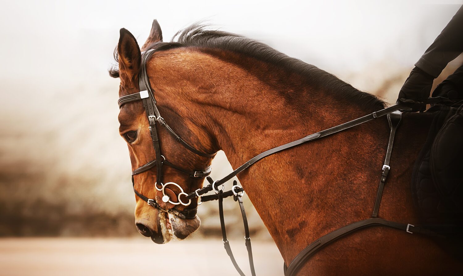 Horse and rider in perfect harmony