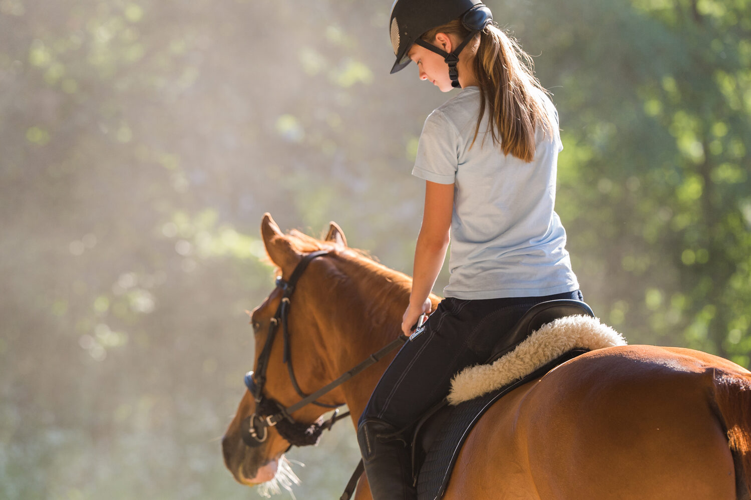 Nutrition Guide for Performance Horses
